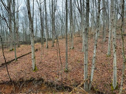 Hunting Land in Ritchie County, West Virginia