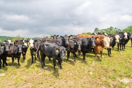 Farm Property in Pike County, Arkansas