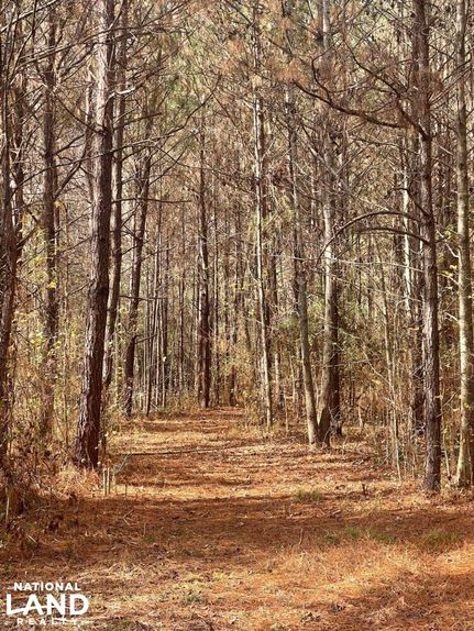 Undeveloped Land in Bibb County, Alabama