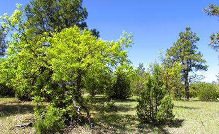 Residential Property in Crook County, Wyoming