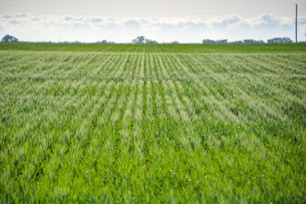Farm Property in Stafford County, Kansas