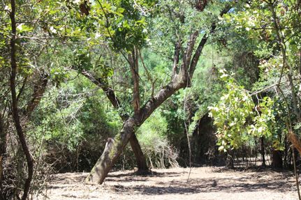 Undeveloped Land for sale in Leon County, Texas