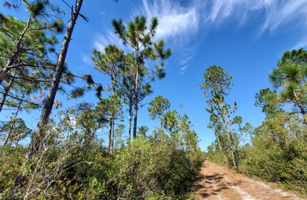 Hunting Land for sale in Madison County, Florida