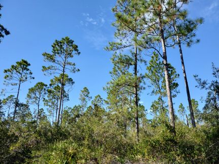 Undeveloped Land for sale in Madison County, Florida