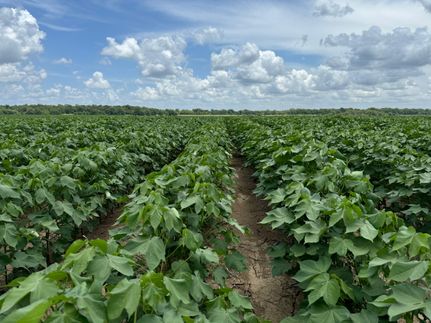 Farm Property in Catahoula Parish, Louisiana