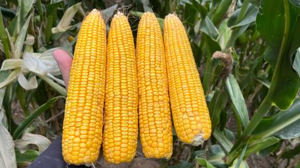 Farm Property for sale in Atchison County, Missouri