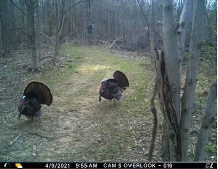 Recreational Property in Greene County, Indiana