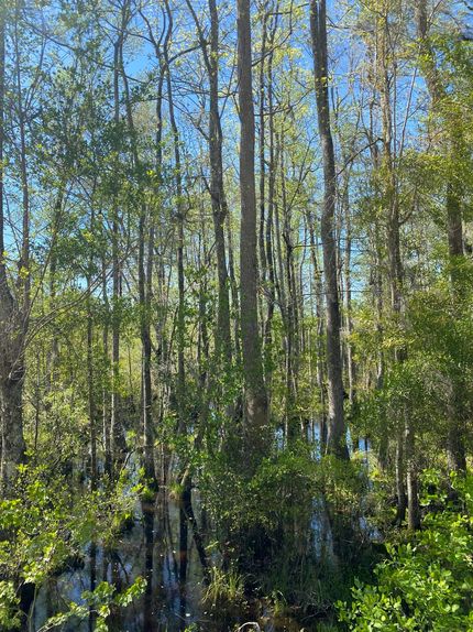 Farm Property in Tattnall County, Georgia
