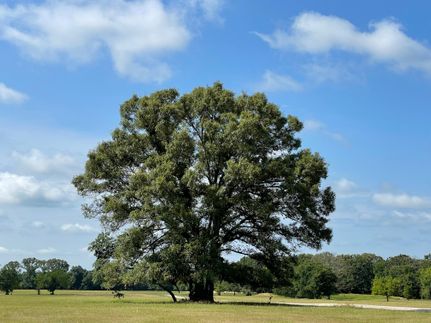 Undeveloped Land in Rains County, Texas