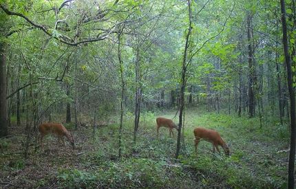 Timberland Property in Catahoula Parish, Louisiana