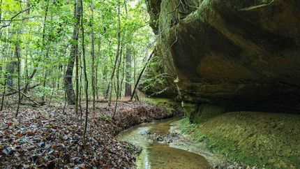 Farm Property in Winston County, Alabama