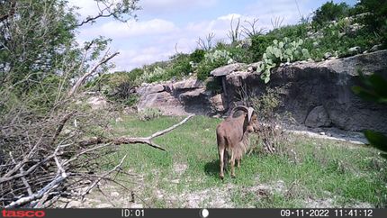 Property for sale in Terrell County, Texas