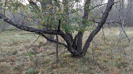 Undeveloped Land in Crawford County, Michigan