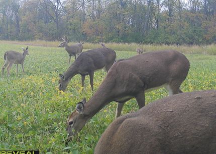 Residential Property in DeWitt County, Illinois