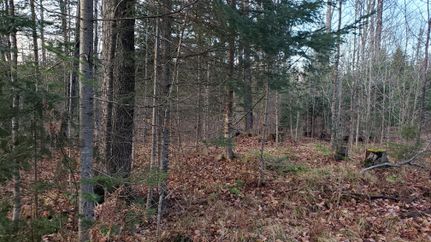 Undeveloped Land in Forest County, Wisconsin