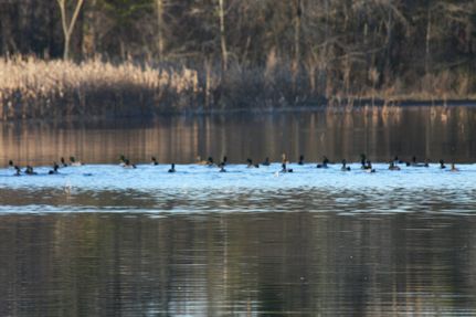 Hunting Land in Clarendon County, South Carolina