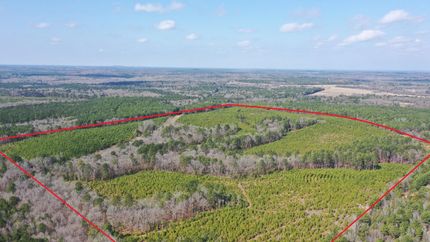 Hunting Land in Cass County, Texas