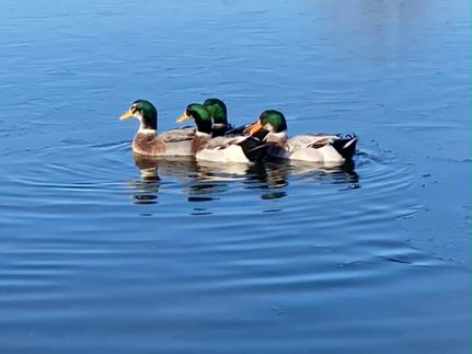 Farm Property for sale in Madison County, Arkansas