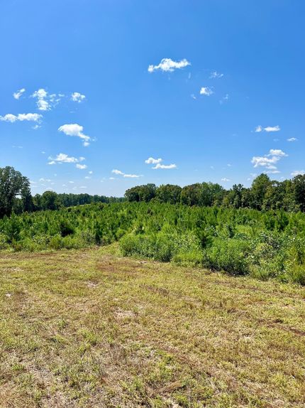 Timberland Property in Wilcox County, Alabama