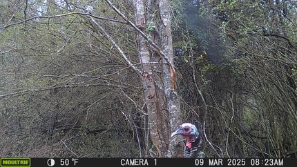 Ranch Property in Copiah County, Mississippi