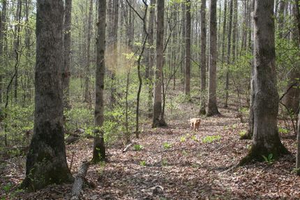 Ranch Property for sale in Williamson County, Tennessee