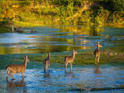 Farm Property for sale in Guadalupe County, Texas