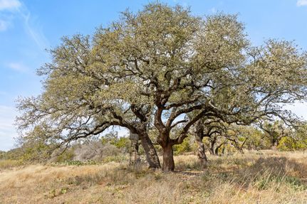 Ranch Property for sale in Blanco County, Texas