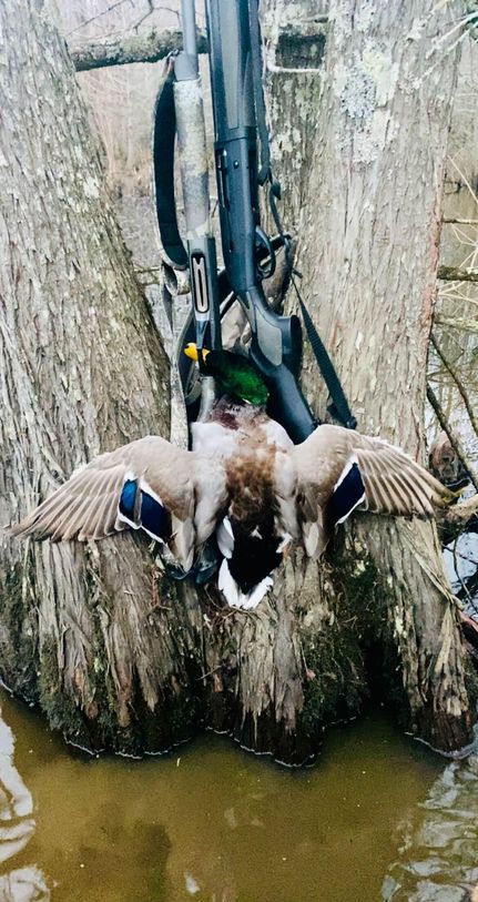 Timberland Property for sale in Alcorn County, Mississippi