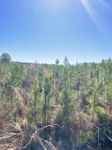 Timberland Property for sale in Screven County, Georgia