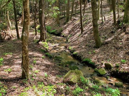 Undeveloped Land for sale in Rutherford County, North Carolina