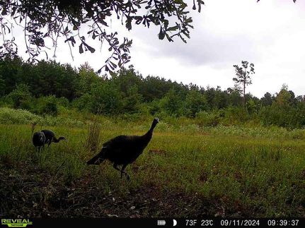 Property for sale in Calhoun County, Arkansas