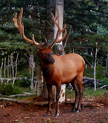 Property for sale in Montrose County, Colorado