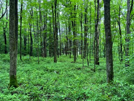 Hunting Land for sale in Chenango County, New York