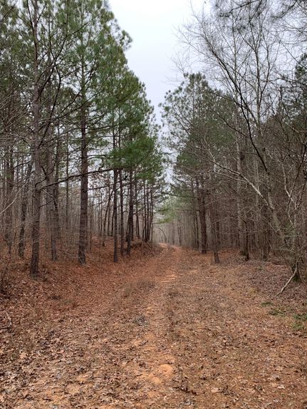 Undeveloped Land for sale in Randolph County, Alabama