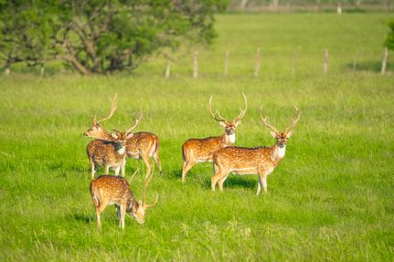 Recreational Property for sale in McCulloch County, Texas