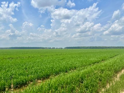 Farm Property for sale in Arkansas County, Arkansas