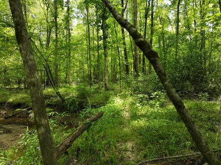 Hunting Land for sale in Clark County, Arkansas
