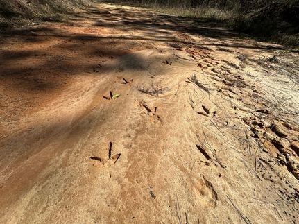 Timberland Property for sale in Attala County, Mississippi