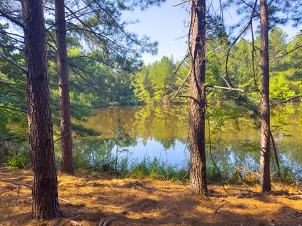 Hunting Land for sale in Bulloch County, Georgia