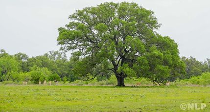 Residential Property for sale in Medina County, Texas