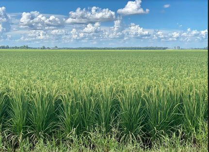 Farm Property for sale in Morehouse Parish, Louisiana