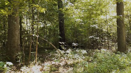 Timberland Property for sale in Henderson County, Tennessee