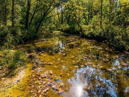 Timberland Property for sale in Sharp County, Arkansas