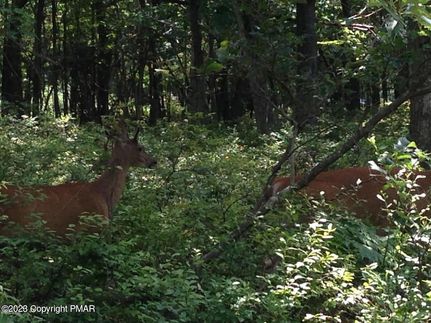 Recreational Property for sale in Monroe County, Pennsylvania