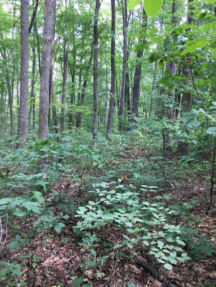 Property for sale in Fentress County, Tennessee