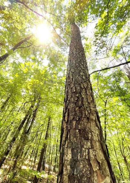Farm Property for sale in Wilkes County, Georgia