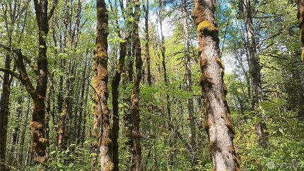 Recreational Property for sale in Lewis County, Washington