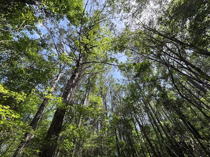 Recreational Property for sale in Prentiss County, Mississippi