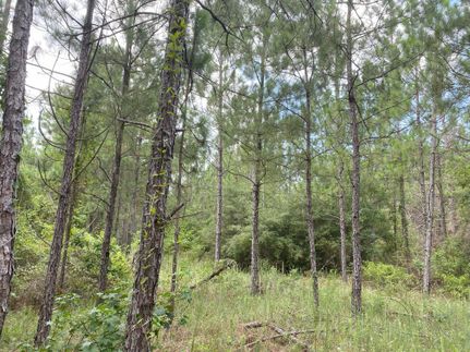 Undeveloped Land for sale in Rapides Parish, Louisiana