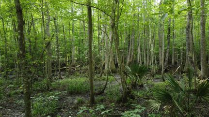 Farm Property for sale in Colleton County, South Carolina